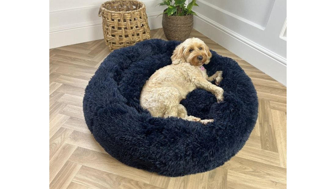 Cómo saber si tu perro necesita una cama nueva