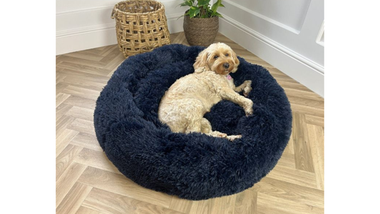 Cómo saber si tu perro necesita una cama nueva