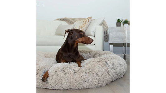 La cama que está revolucionando el descanso de los perros en España